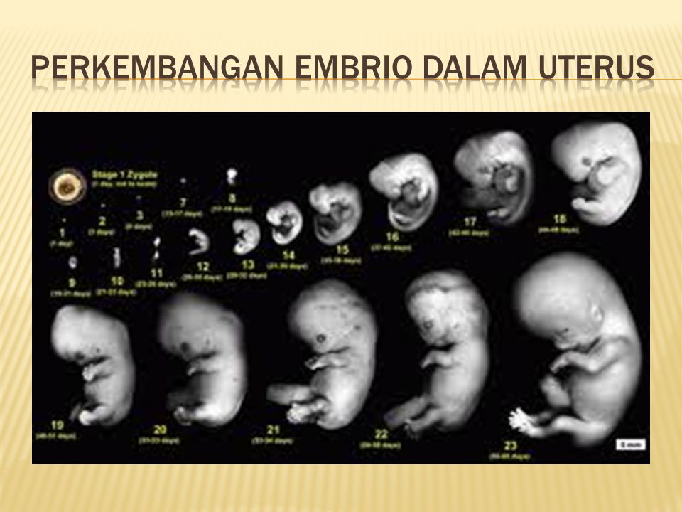 Perkembangan embrio dalam uterus