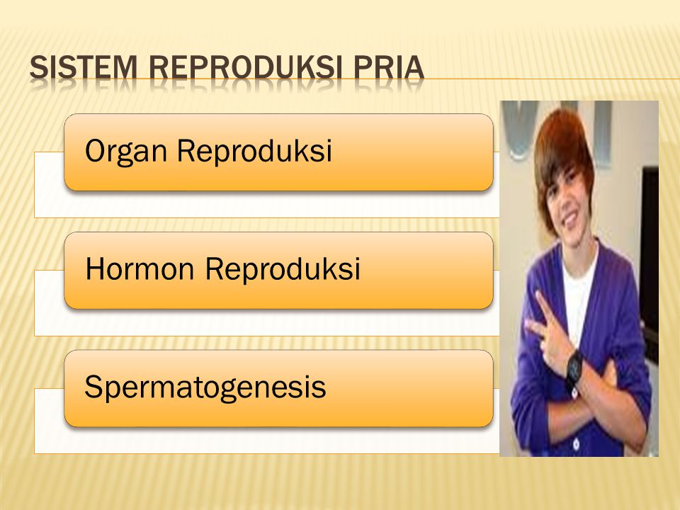 Sistem Reproduksi Pria