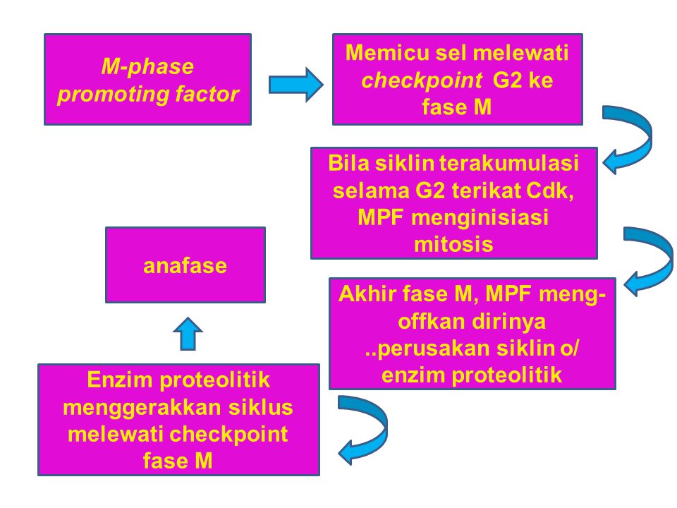 M-phase promoting factor Memicu sel melewati checkpoint G2 ke fase M
