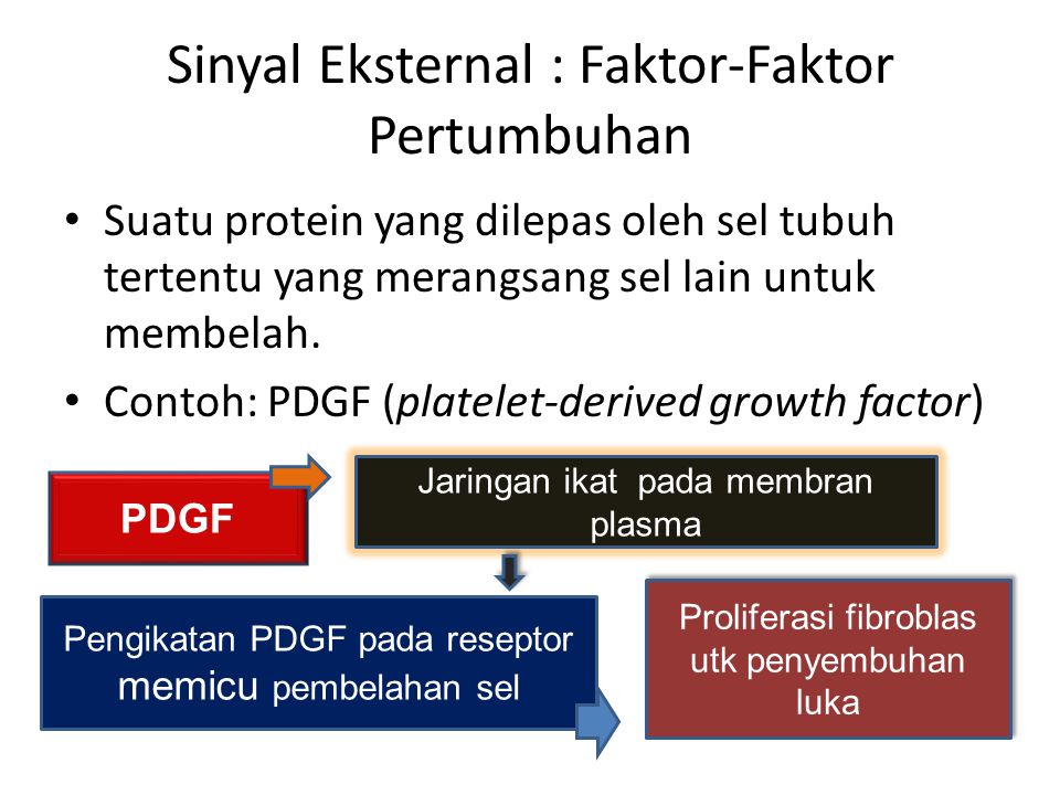 Sinyal Eksternal : Faktor-Faktor Pertumbuhan