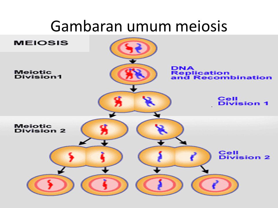 Gambaran umum meiosis