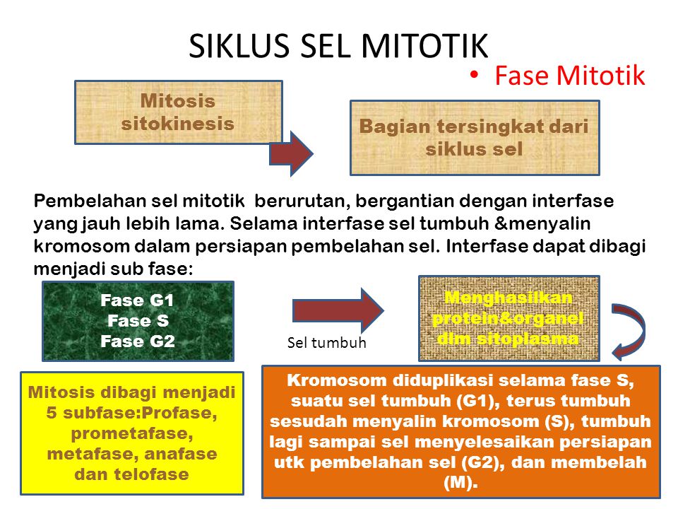 SIKLUS SEL MITOTIK Fase Mitotik Mitosis sitokinesis
