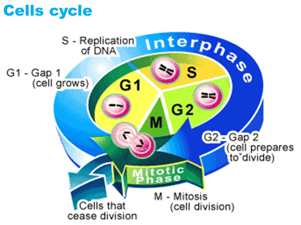 Cells cycle