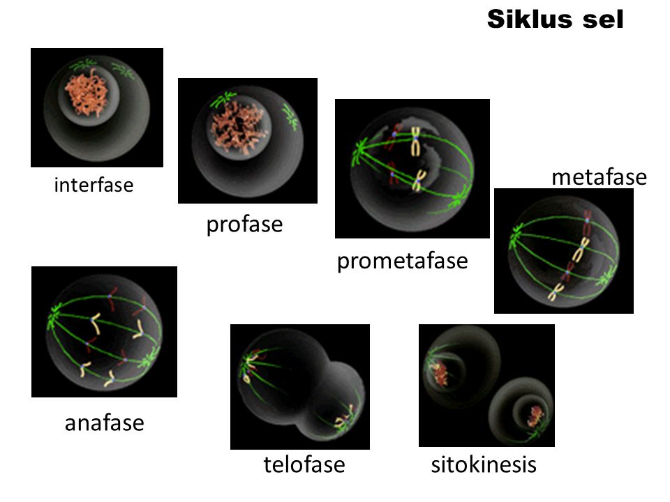 Siklus sel metafase profase prometafase anafase telofase sitokinesis