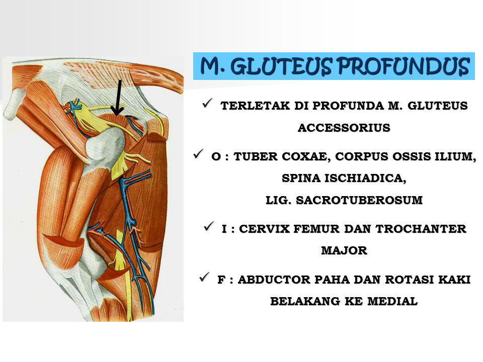 Montagem vozes profundus