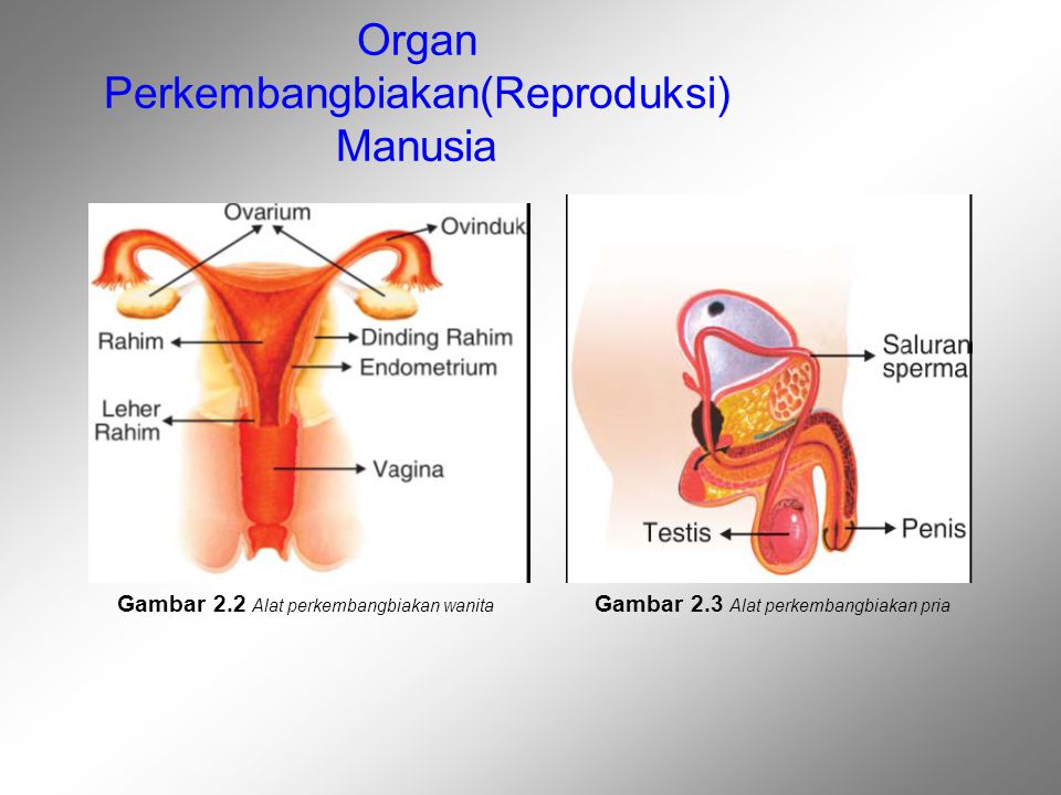Organ Perkembangbiakan(Reproduksi) Manusia