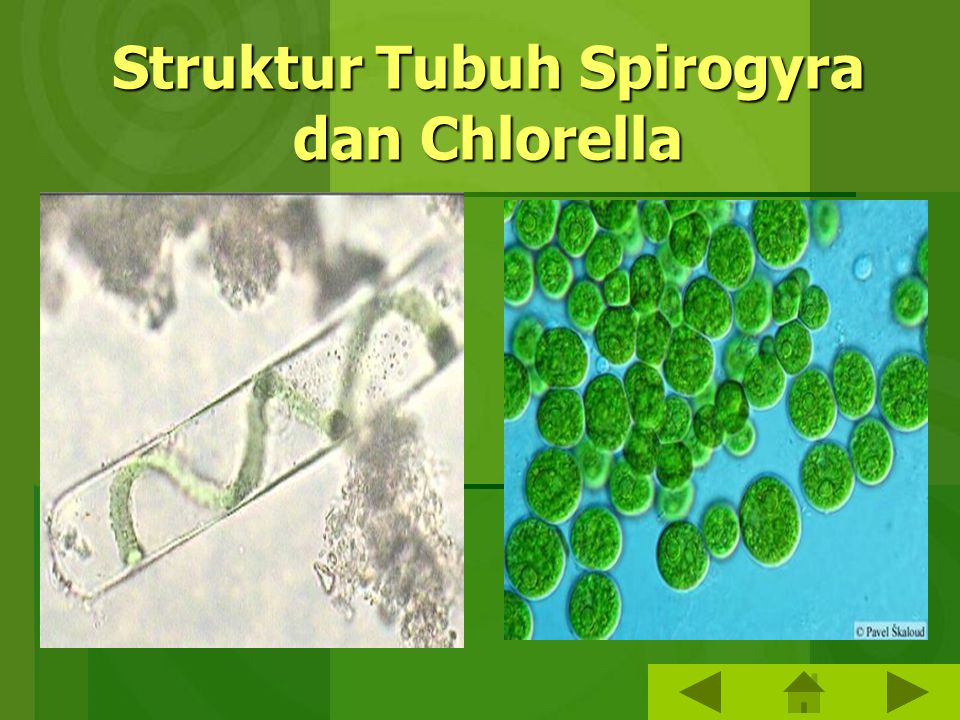 Хламидомонада и спирогира. Хлорелла ДНК. Spirogyra группа. Chlorella structure. Spirogyra pirticalis.
