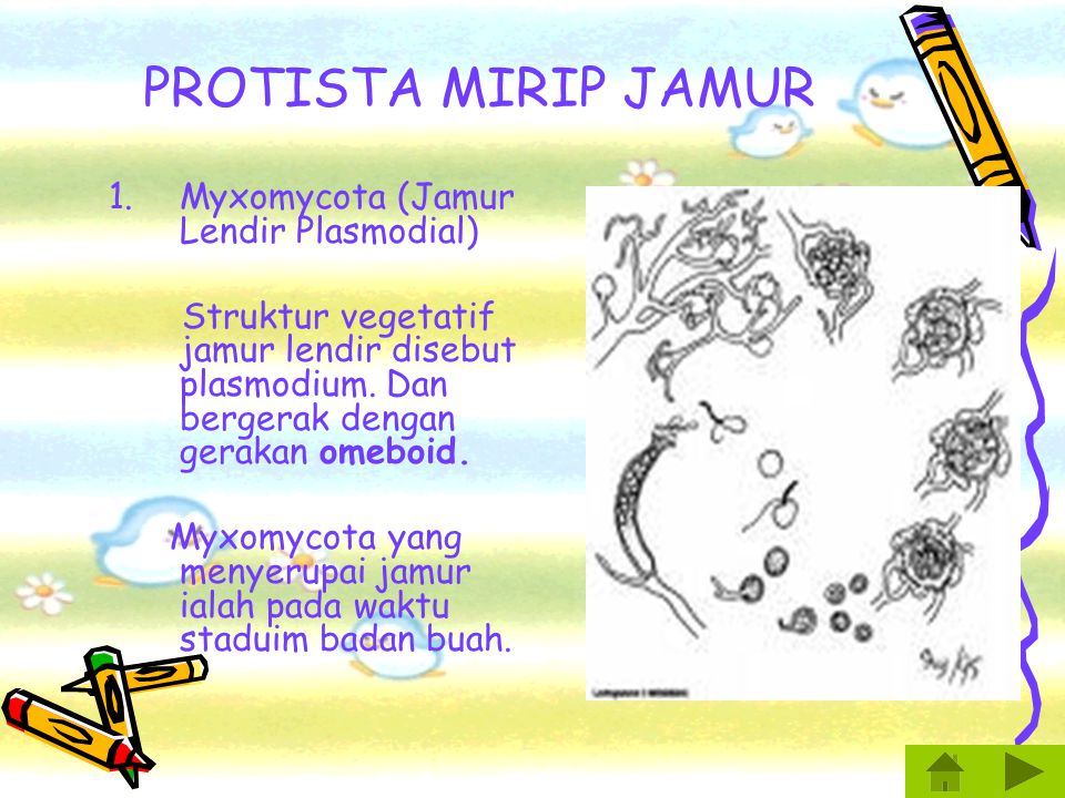 Peran Protista Mirip Tumbuhan Tumbuh Tumbuhan