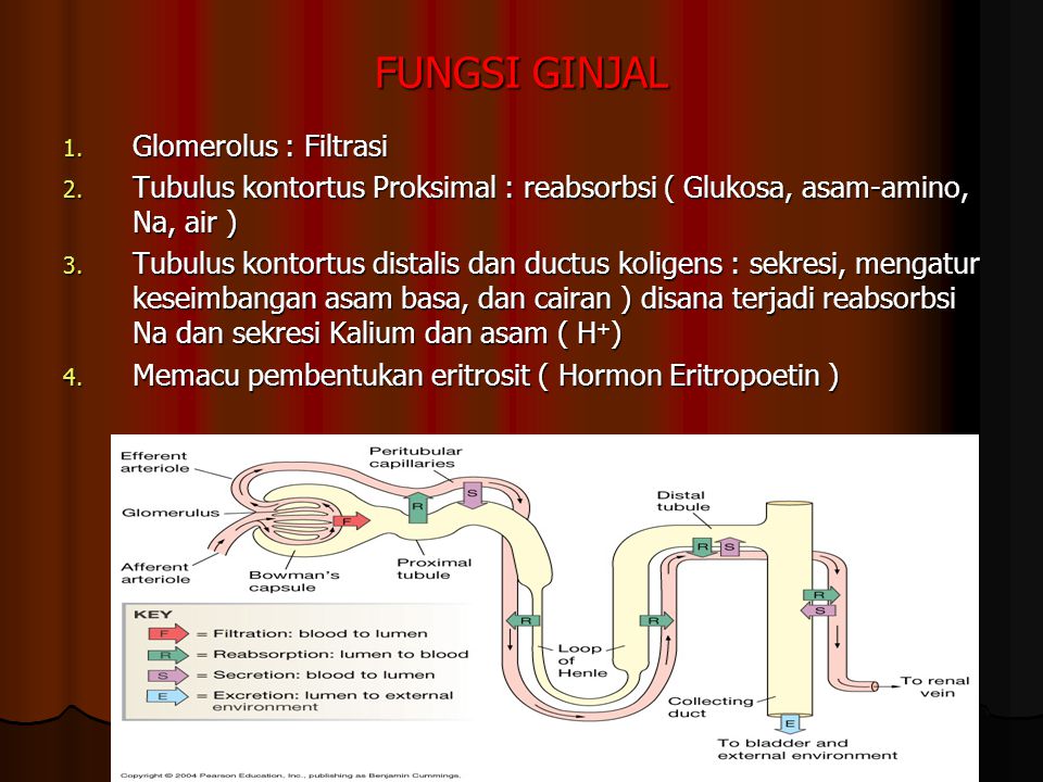 FUNGSI GINJAL Glomerolus : Filtrasi