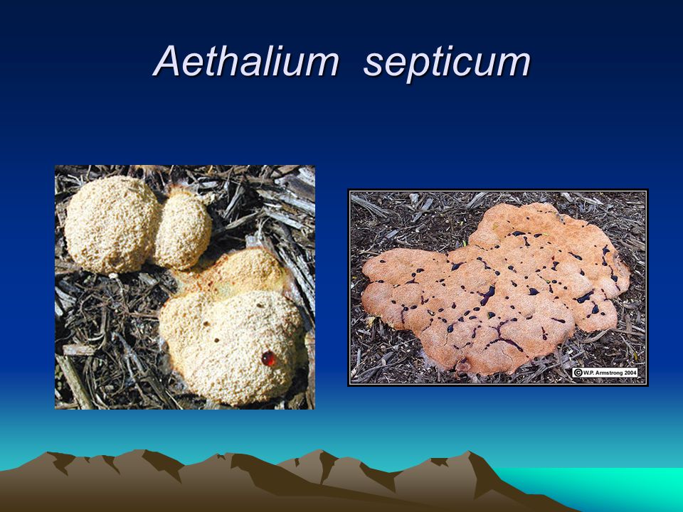 Aethalium septicum