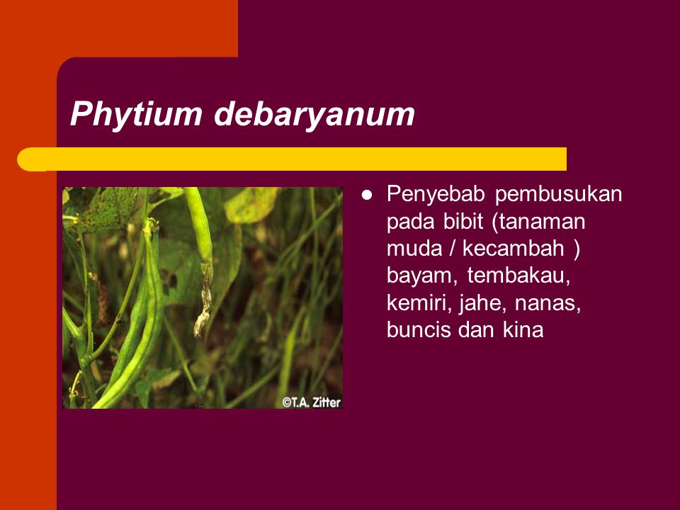 Phytium debaryanum Penyebab pembusukan pada bibit (tanaman muda / kecambah ) bayam, tembakau, kemiri, jahe, nanas, buncis dan kina.
