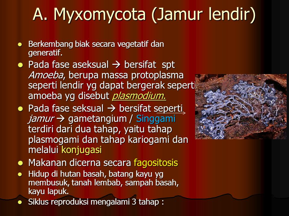 A. Myxomycota (Jamur lendir)