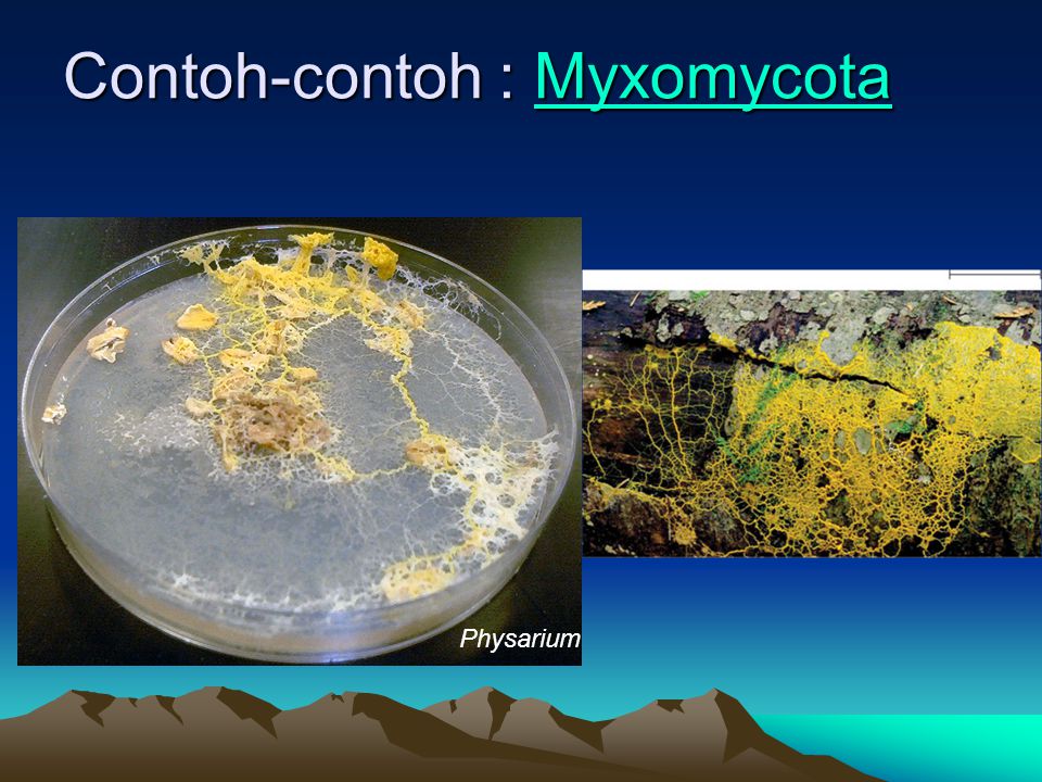 Contoh-contoh : Myxomycota