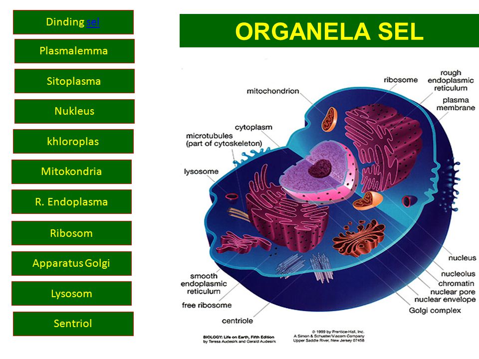 Organisasi Sel Ppt Download