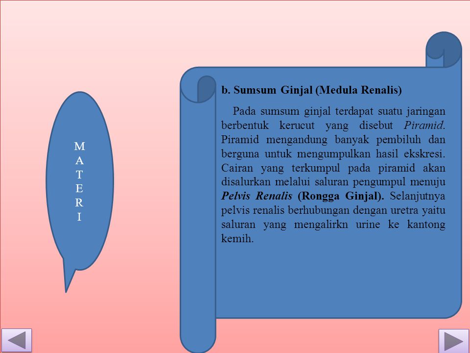 b. Sumsum Ginjal (Medula Renalis)