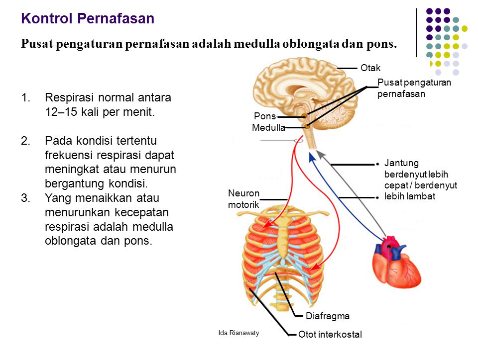 Kontrol Pernafasan Pusat pengaturan pernafasan adalah medulla oblongata dan pons. Pons. Medulla. Otak.