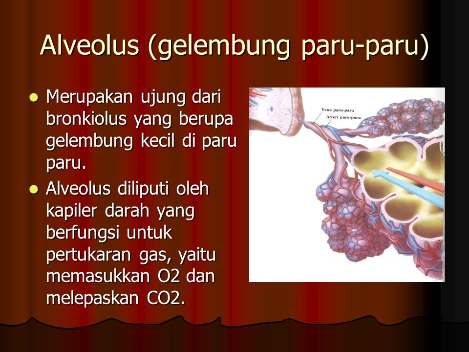 Alveolus (gelembung paru-paru)