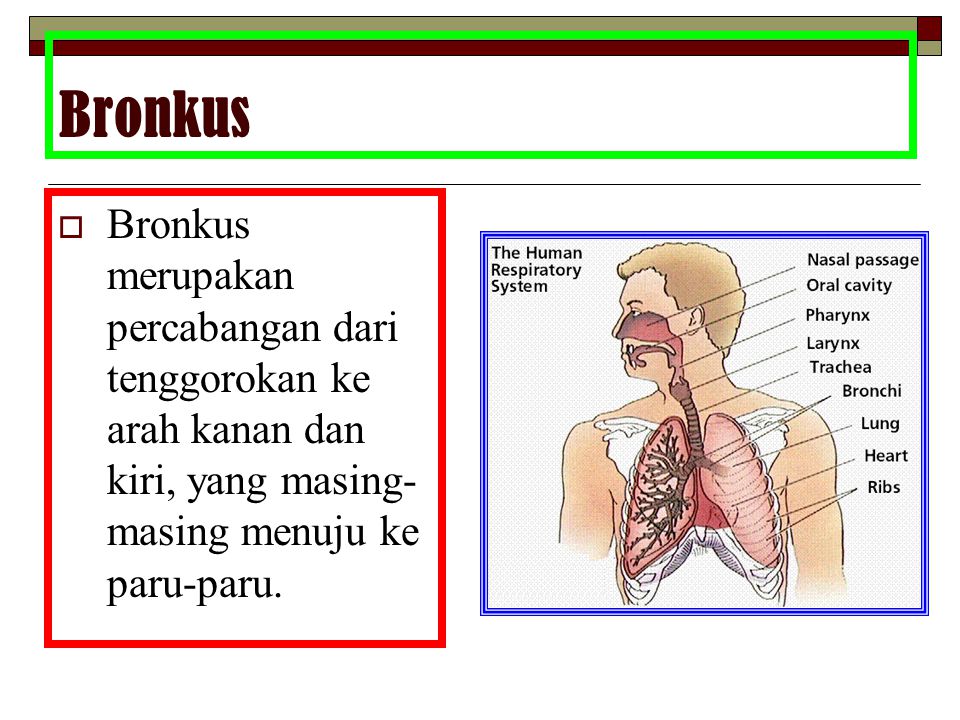 Bronkus Bronkus merupakan percabangan dari tenggorokan ke arah kanan dan kiri, yang masing-masing menuju ke paru-paru.