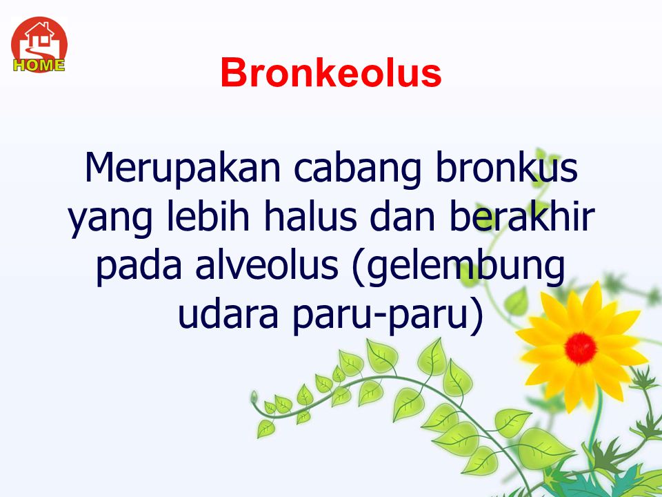 Bronkeolus Merupakan cabang bronkus yang lebih halus dan berakhir pada alveolus (gelembung udara paru-paru)