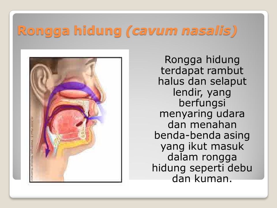 Rongga hidung (cavum nasalis)