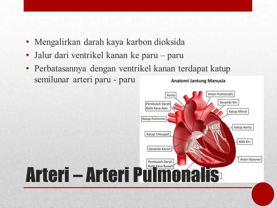 Arteri – Arteri Pulmonalis