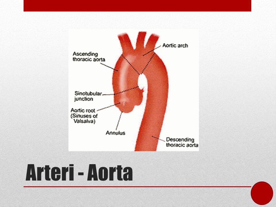 Arteri - Aorta