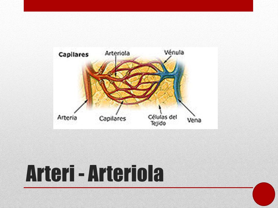 Arteri - Arteriola