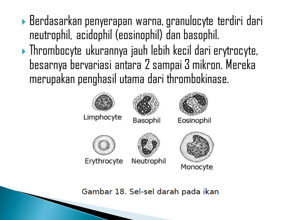Berdasarkan penyerapan warna, granulocyte terdiri dari neutrophil, acidophil (eosinophil) dan basophil.