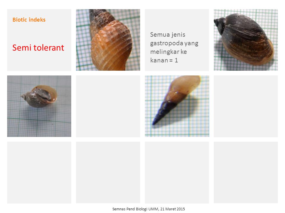 Semi tolerant Semua jenis gastropoda yang melingkar ke kanan = 1