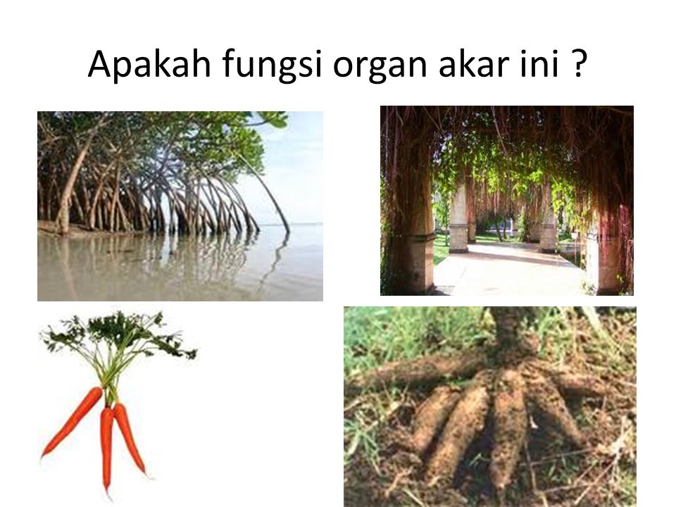 Apakah fungsi organ akar ini