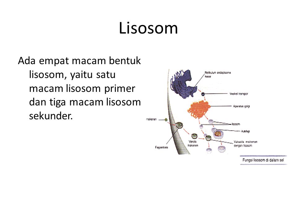 Lisosom Ada empat macam bentuk lisosom, yaitu satu macam lisosom primer dan tiga macam lisosom sekunder.