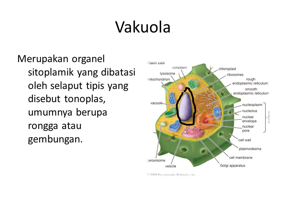 Vakuola Merupakan organel sitoplamik yang dibatasi oleh selaput tipis yang disebut tonoplas, umumnya berupa rongga atau gembungan.