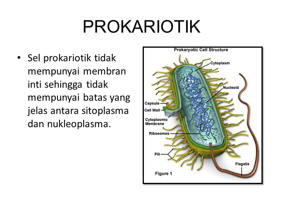 PROKARIOTIK Sel prokariotik tidak mempunyai membran inti sehingga tidak mempunyai batas yang jelas antara sitoplasma dan nukleoplasma.
