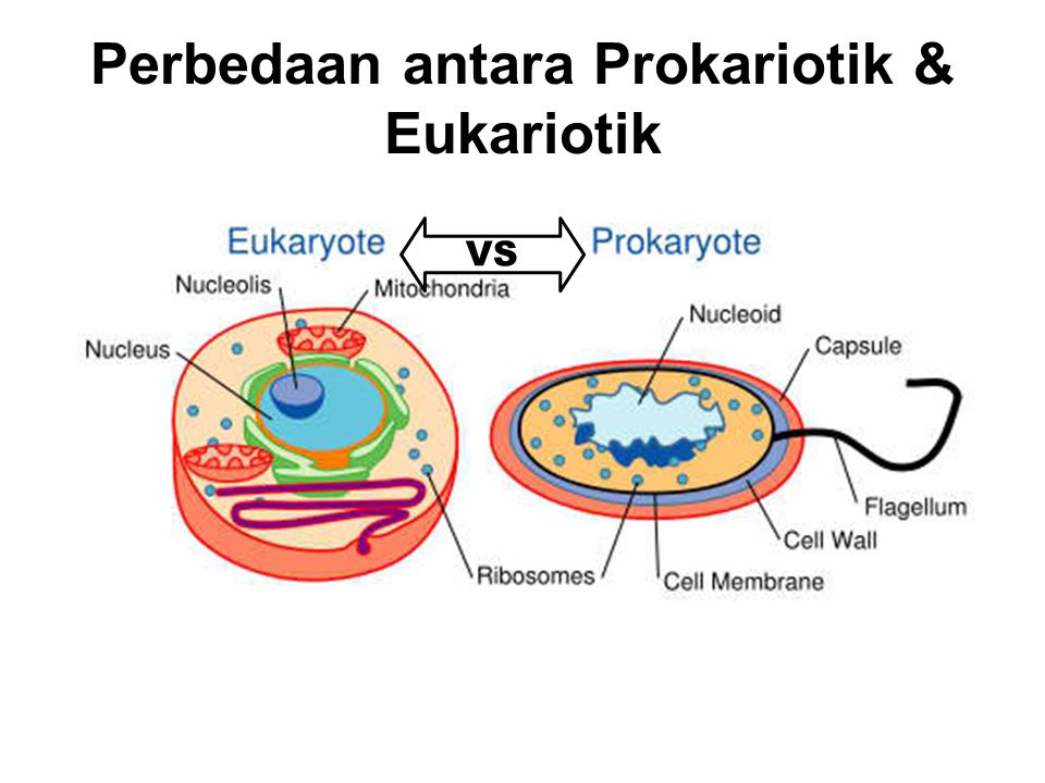 Perbedaan antara Prokariotik & Eukariotik