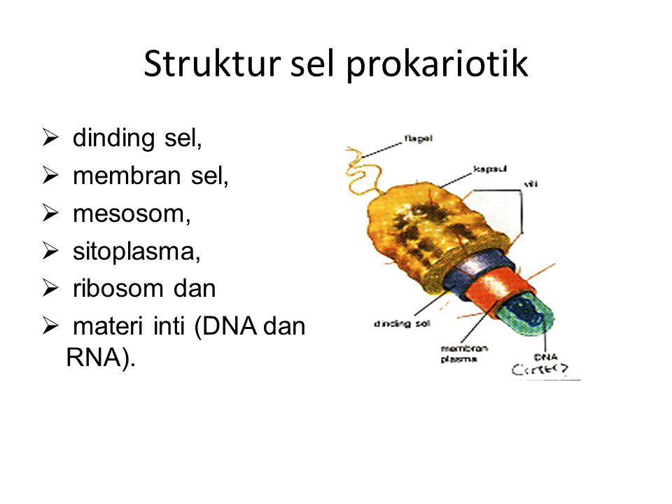Struktur sel prokariotik