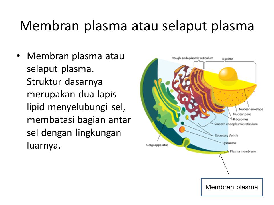 Membran plasma atau selaput plasma