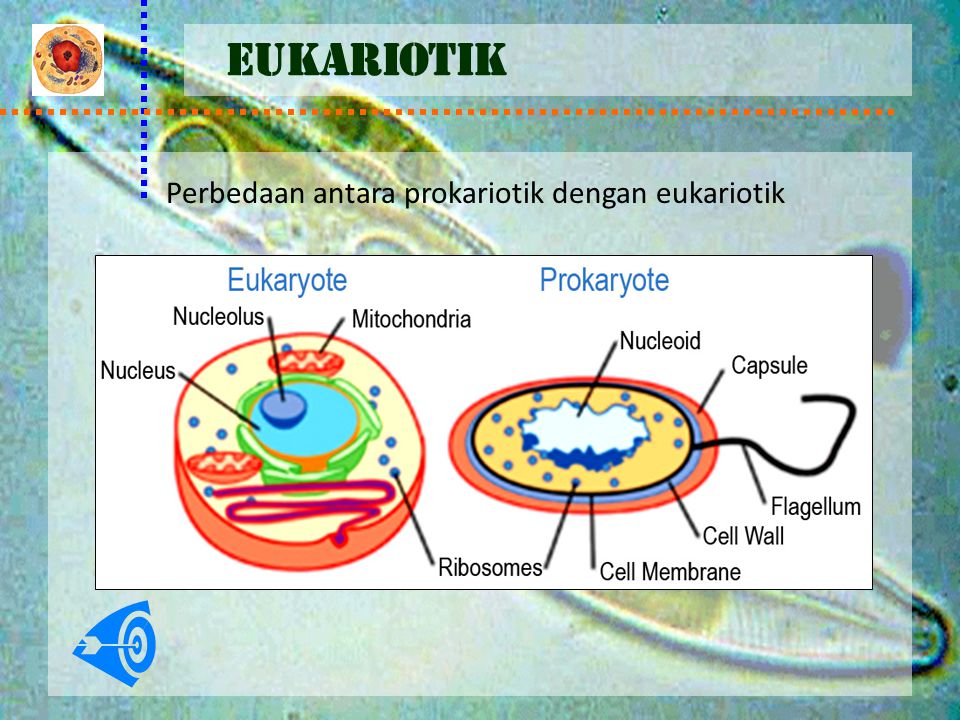 Perbedaan antara prokariotik dengan eukariotik