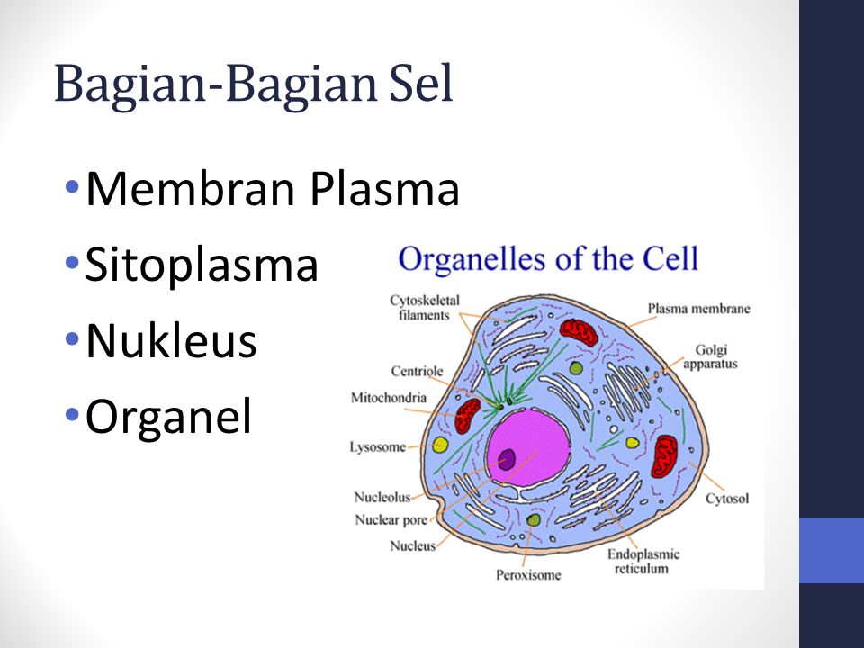 Bagian-Bagian Sel Membran Plasma Sitoplasma Nukleus Organel