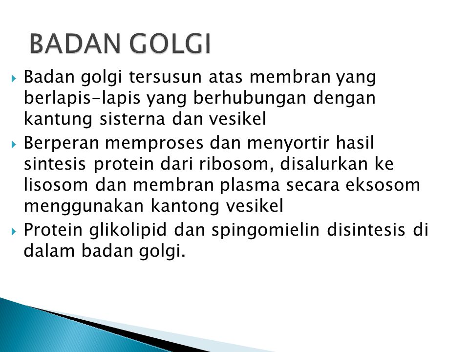 BADAN GOLGI Badan golgi tersusun atas membran yang berlapis-lapis yang berhubungan dengan kantung sisterna dan vesikel.