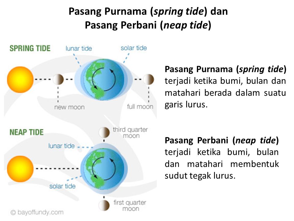 Pasang Purnama (spring tide) dan Pasang Perbani (neap tide)