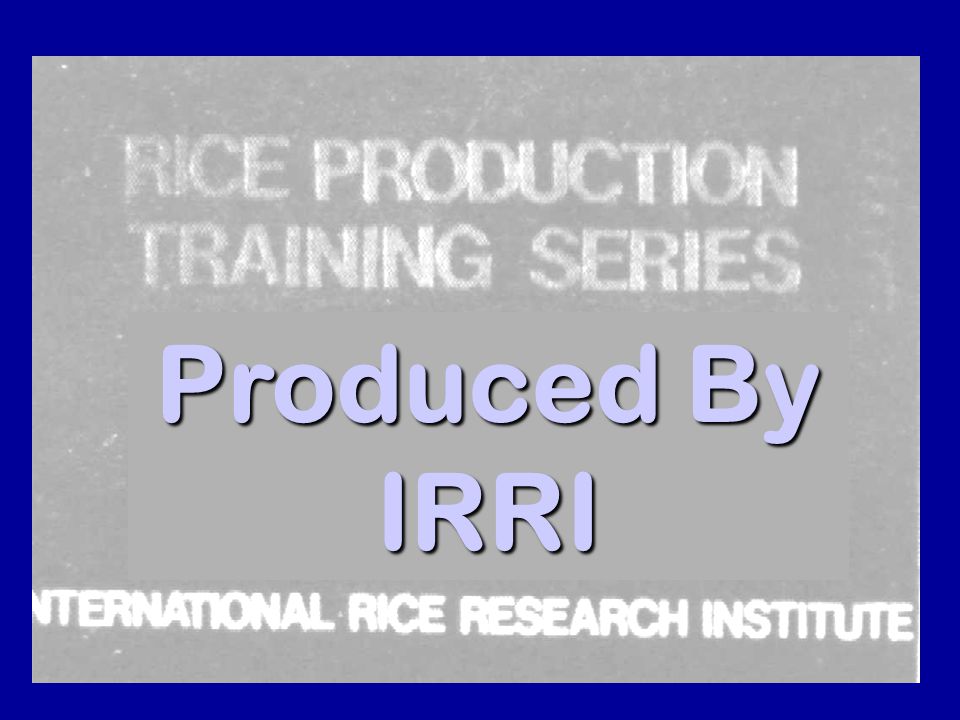 Produced By IRRI