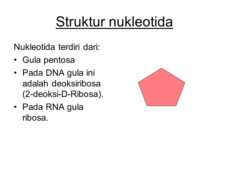 Struktur nukleotida Nukleotida terdiri dari: Gula pentosa
