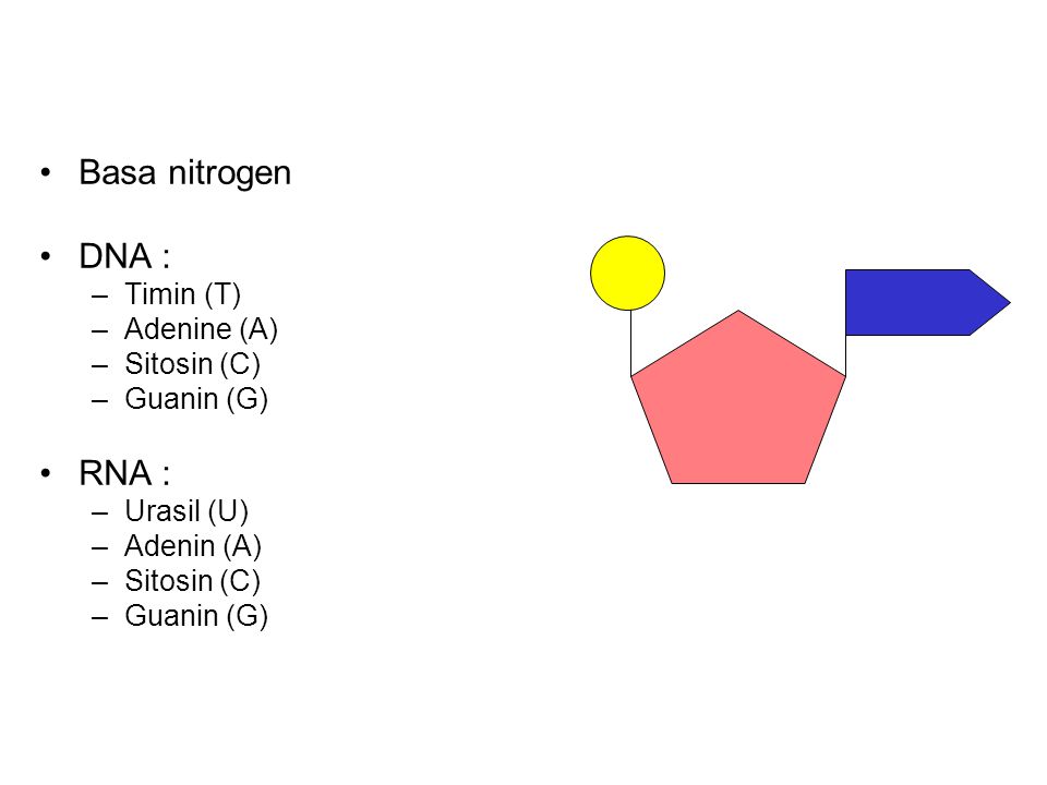 Basa nitrogen DNA : RNA : Timin (T) Adenine (A) Sitosin (C) Guanin (G)