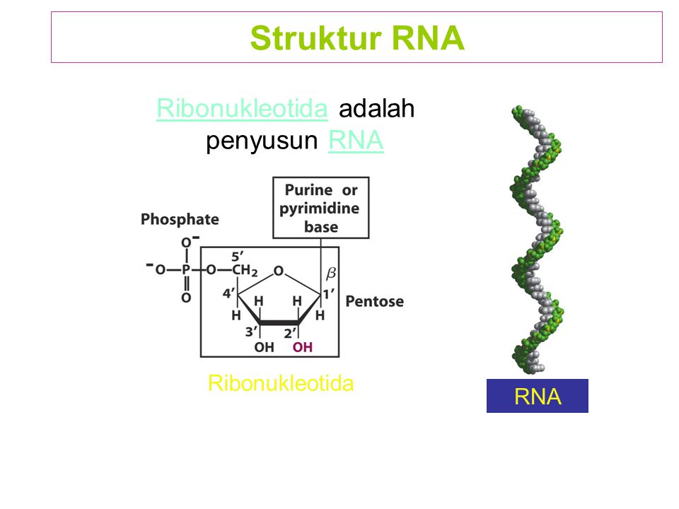 Ribonukleotida adalah penyusun RNA