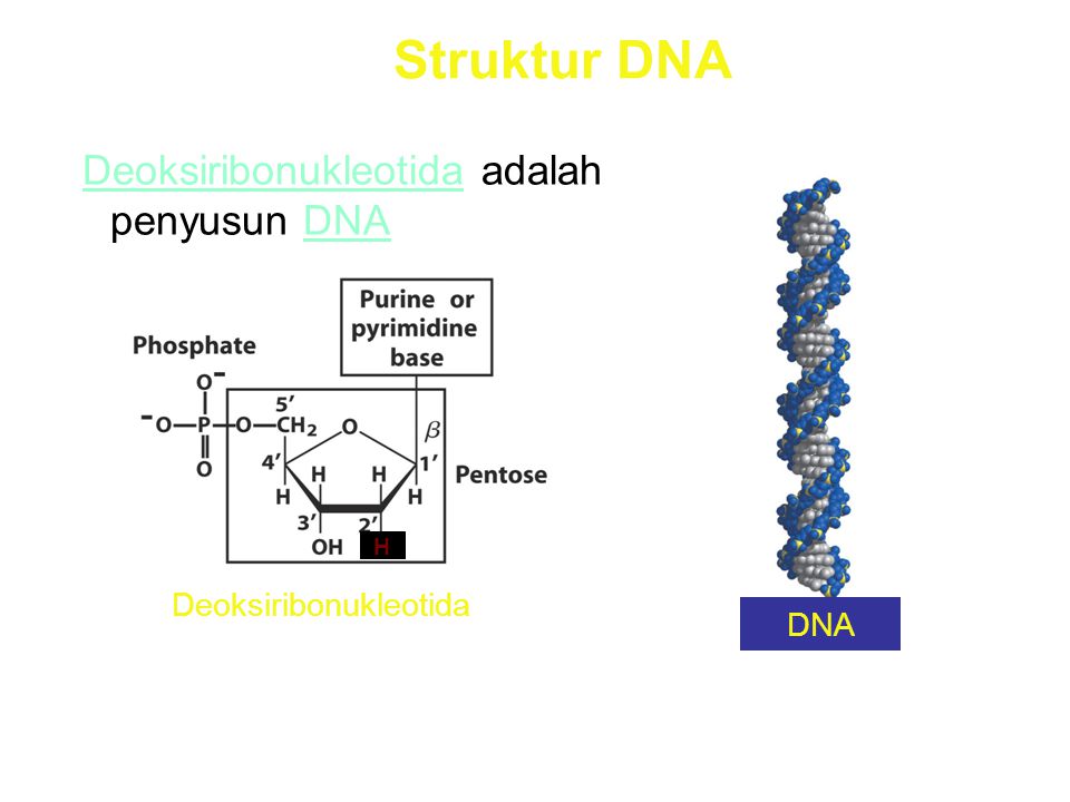 Struktur DNA Deoksiribonukleotida adalah penyusun DNA