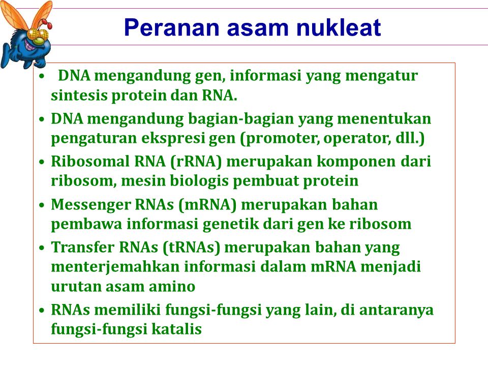 Peranan asam nukleat DNA mengandung gen, informasi yang mengatur sintesis protein dan RNA.