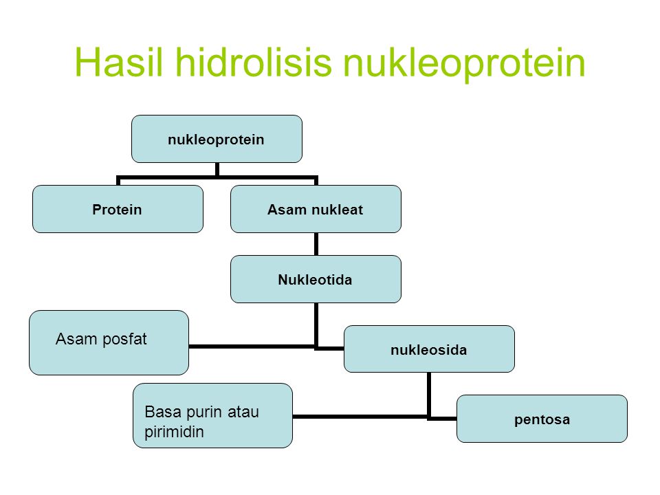 Hasil hidrolisis nukleoprotein