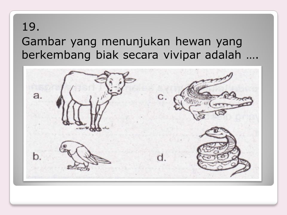 19. Gambar yang menunjukan hewan yang berkembang biak secara vivipar adalah ….