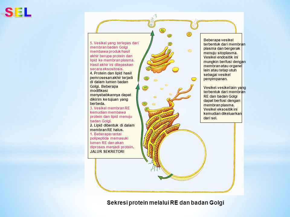SEL Sekresi protein melalui RE dan badan Golgi Beberapa vesikel