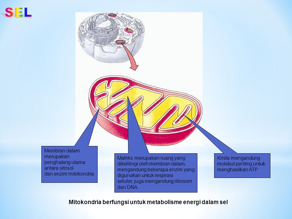 SEL Mitokondria berfungsi untuk metabolisme energi dalam sel
